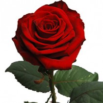 Red roses - by one 